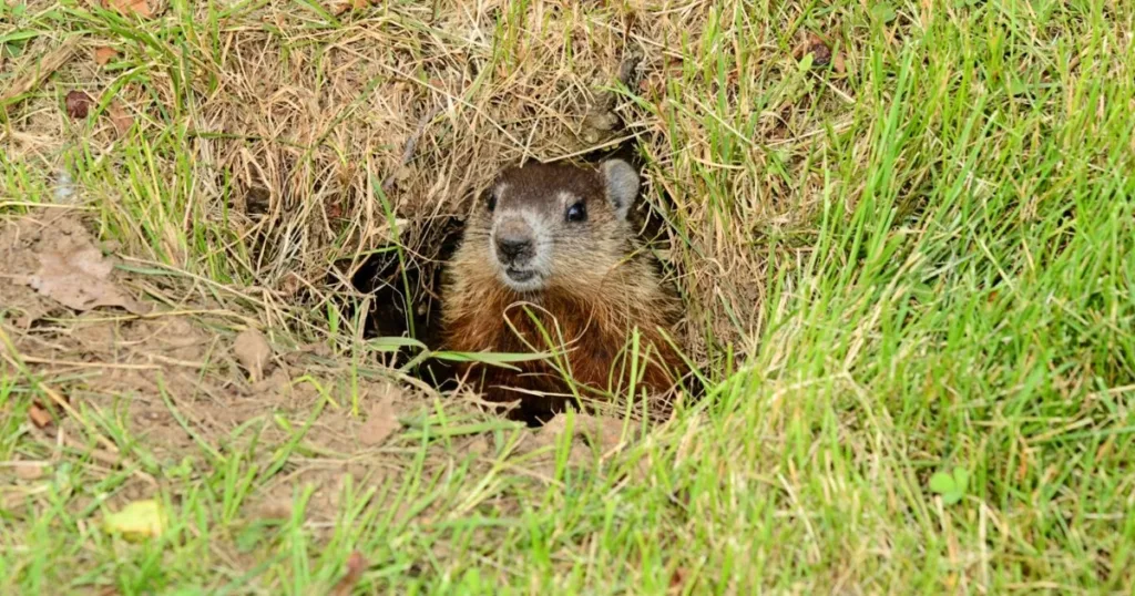 do groundhogs hibernate
