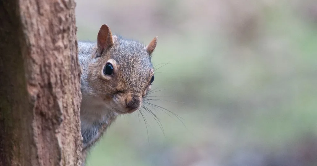 chipmunk vs squirrel