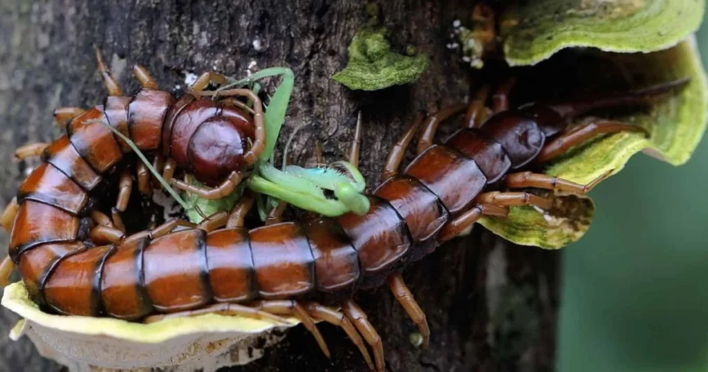 what do centipedes eat