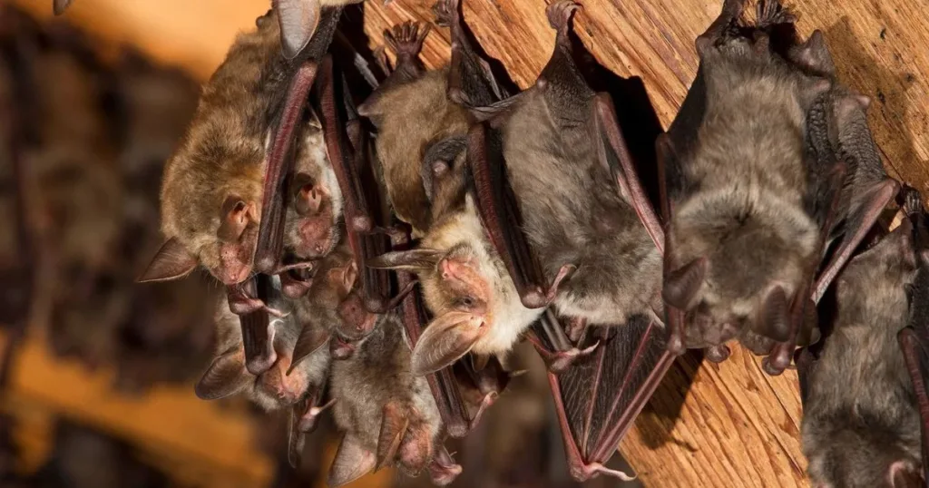 bats in attic signs