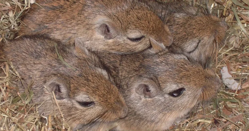 do mice have rabies