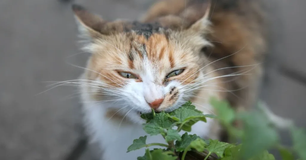 does catnip repel mosquitoes
