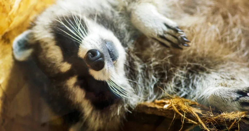 where do raccoons sleep
