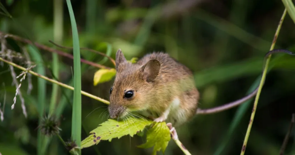 do mice like the smell of peppermint