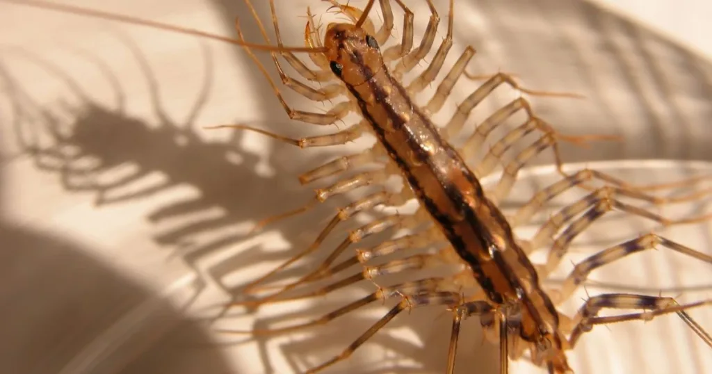 house centipede diet
