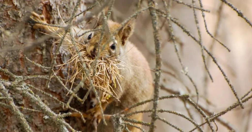 where do squirrels live