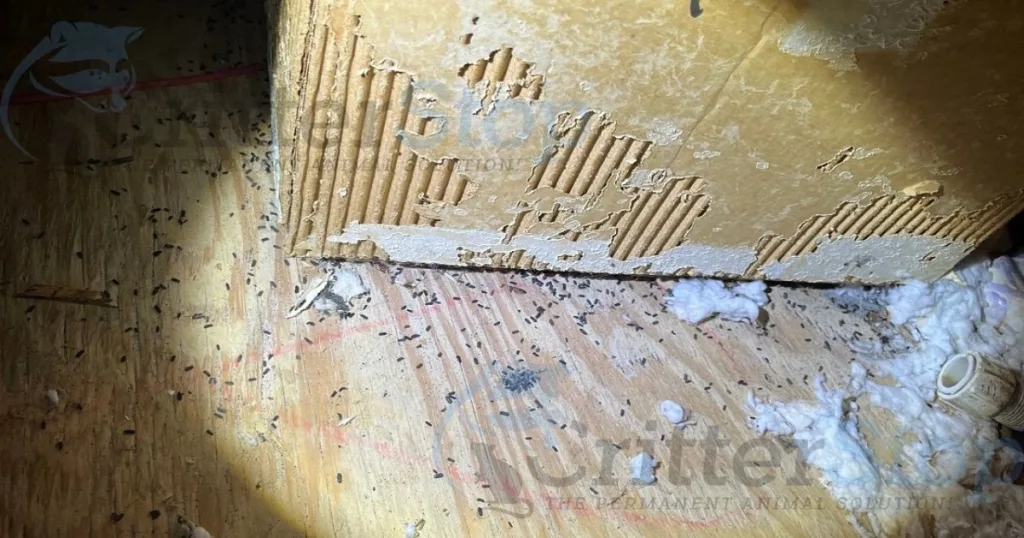what do mice droppings look like
