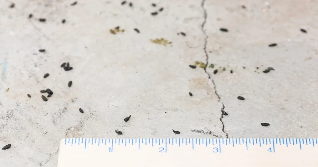 mouse poop images
