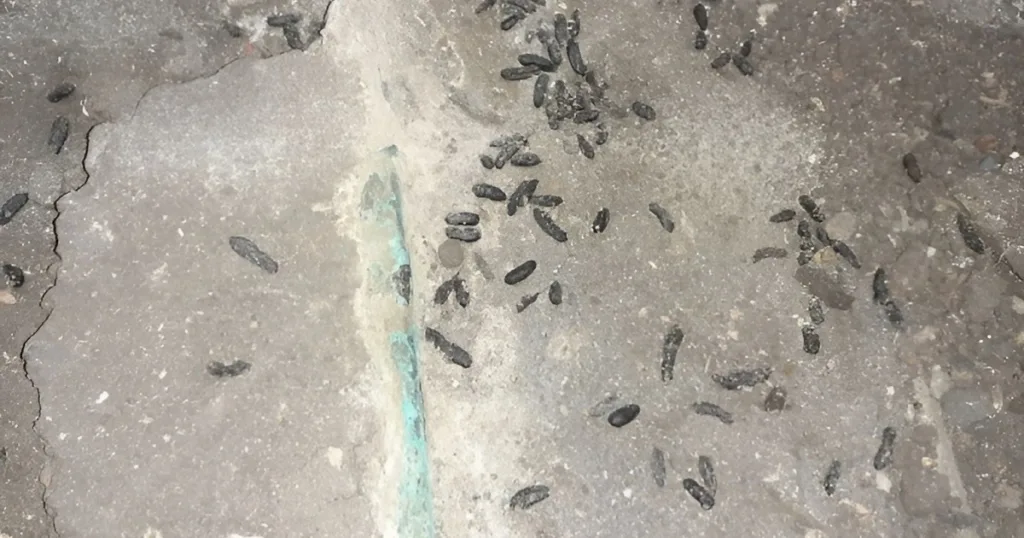 mice droppings images
