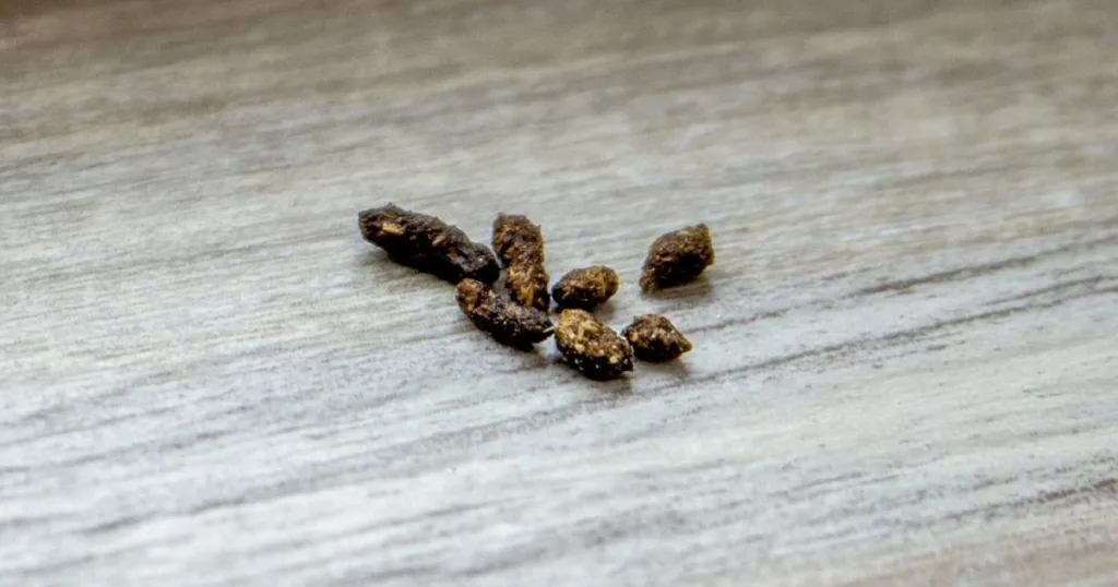 what does mouse poop look like pictures
