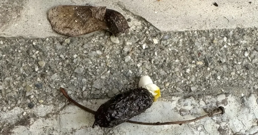 lizard poop look like

