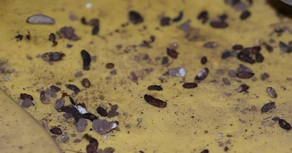 what do mouse turds look like
