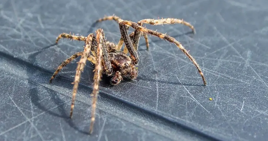 how long do spiders live
