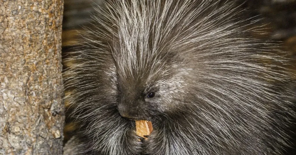 do porcupines shoot their quills