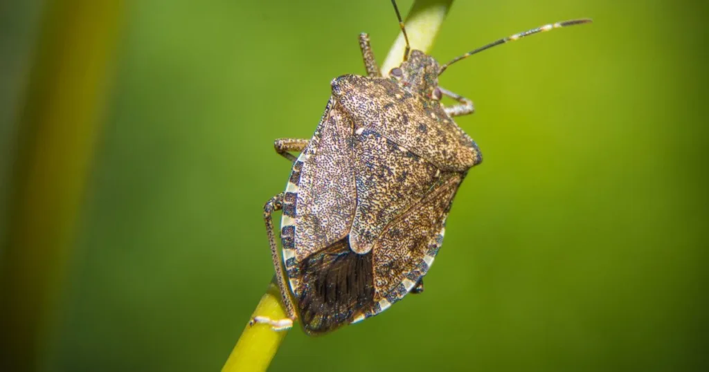 do stink bugs bite
