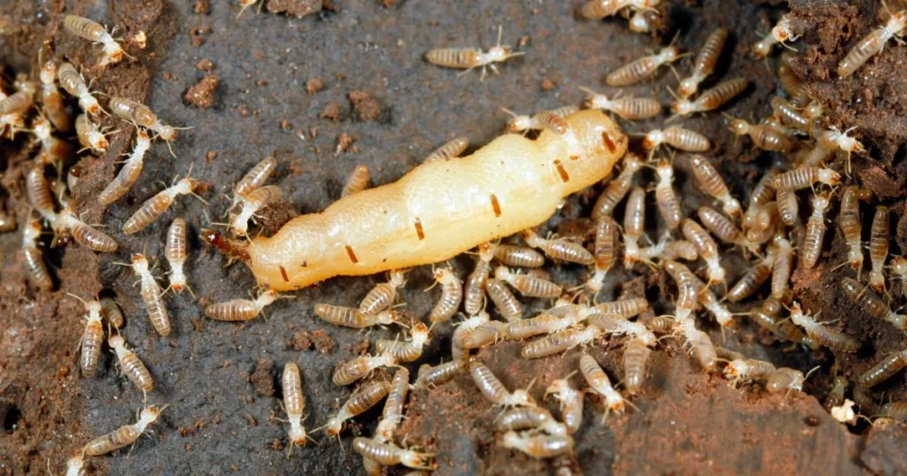 termite queen