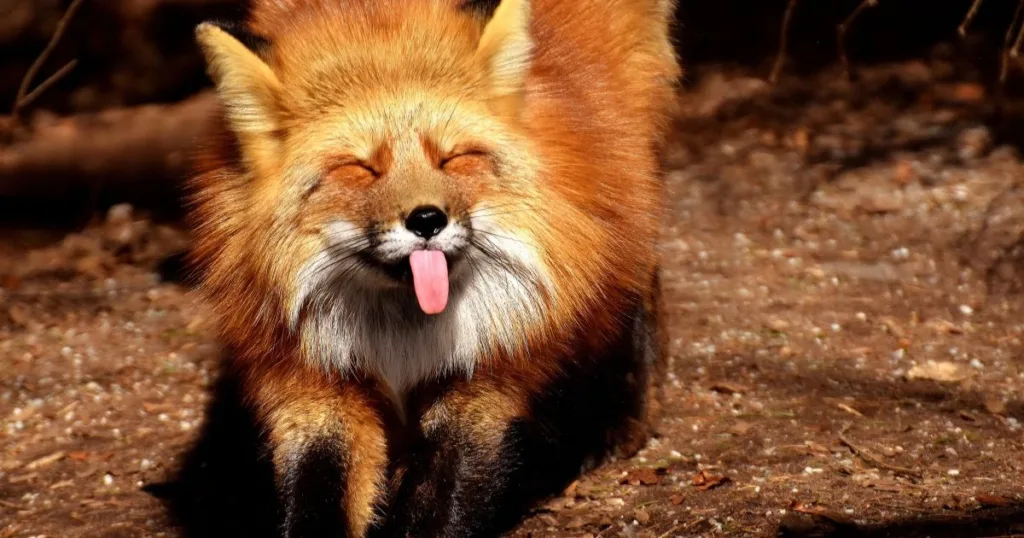 what does a fox sound like