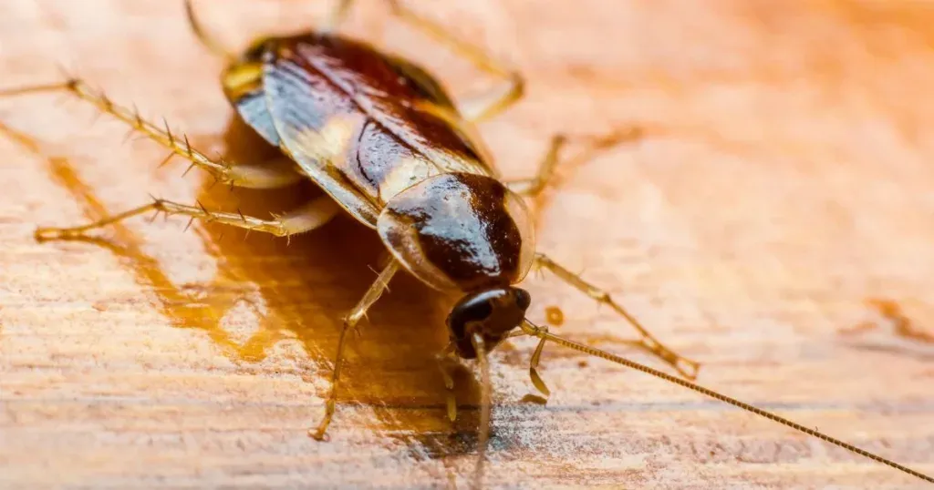do roaches bite