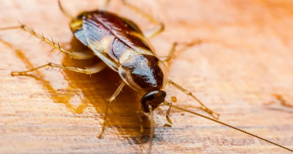 do roaches bite