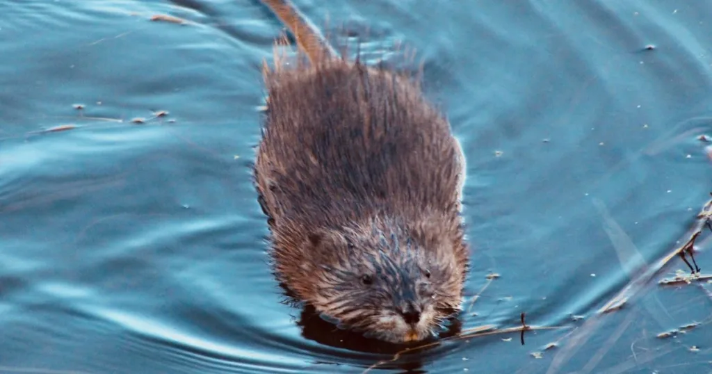 muskrat vs beaver