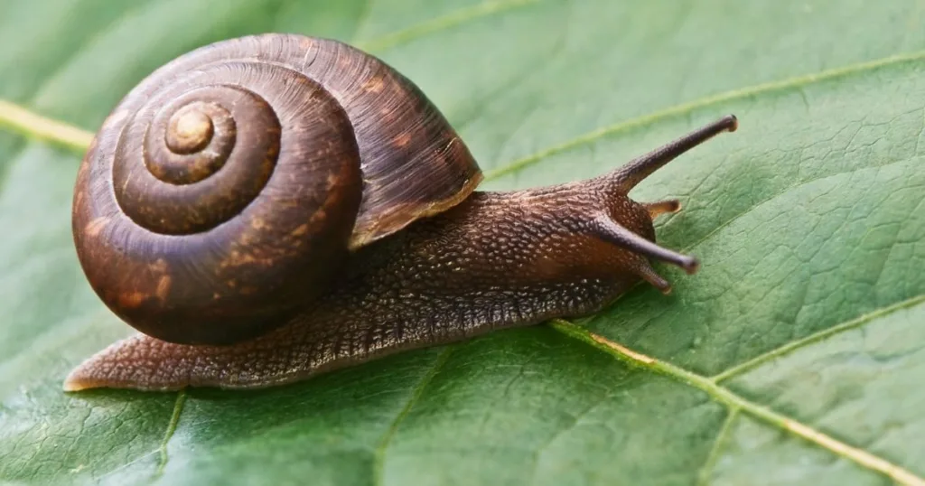 what do snails eat