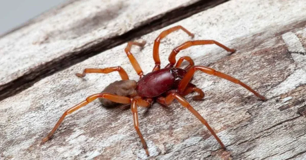 woodlouse spider