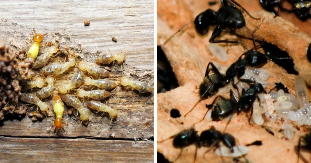 termites vs carpenter ants