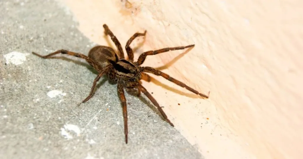 how long do spiders live