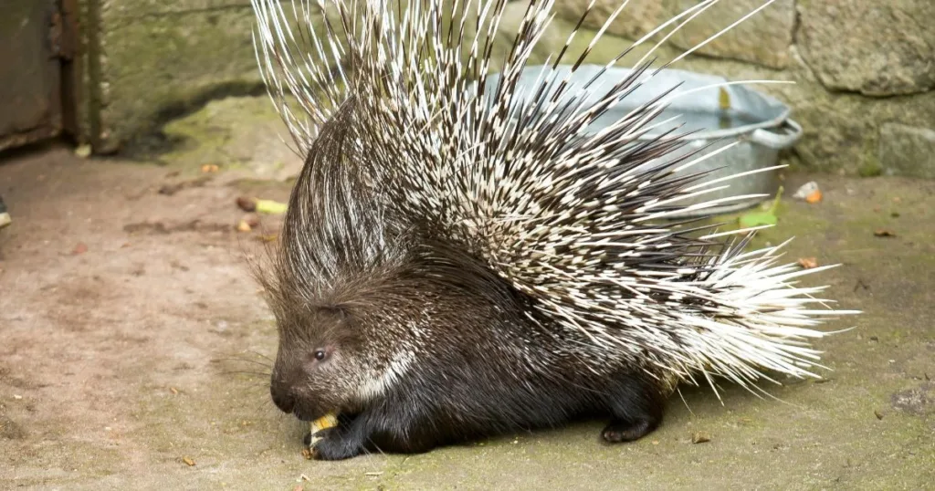 do porcupines shoot their quills