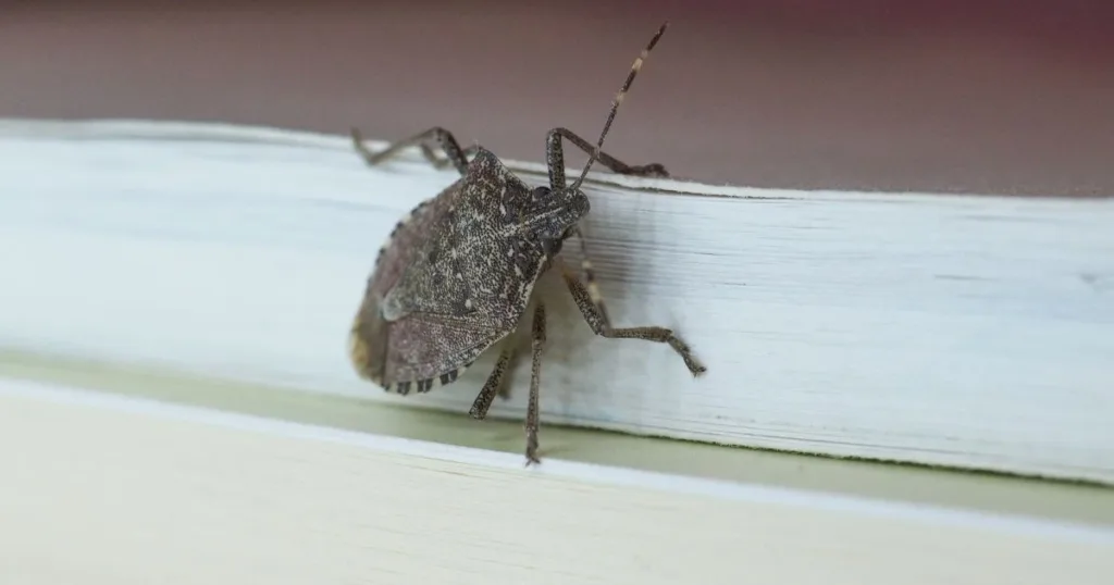 do stink bugs bite