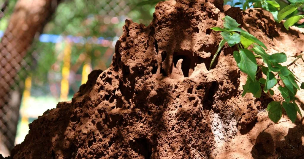 termite queen
