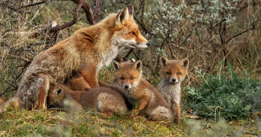 what does a fox sound like