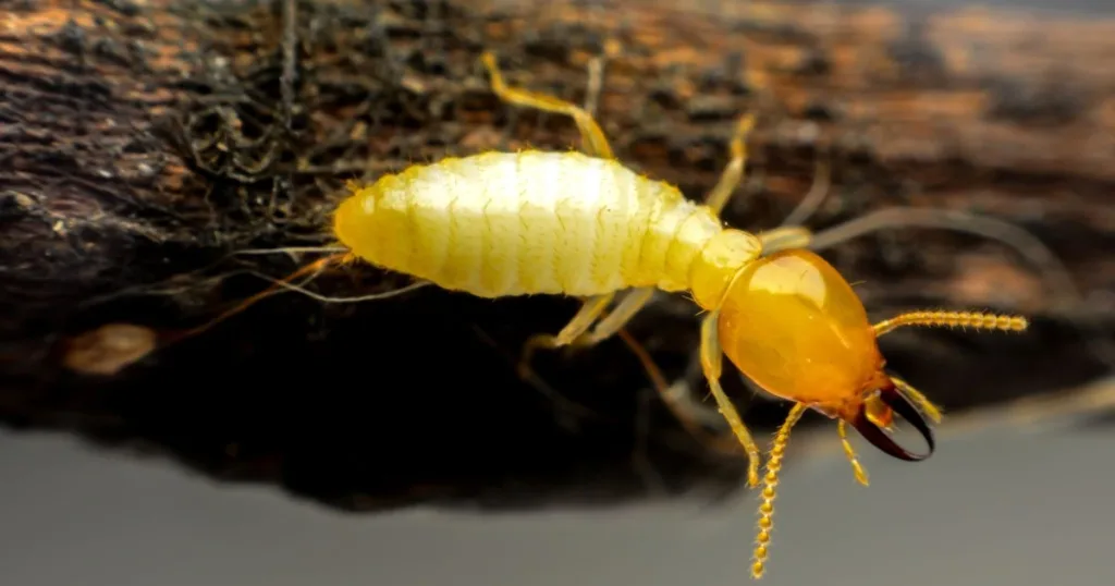 early stage signs of termites in ceiling