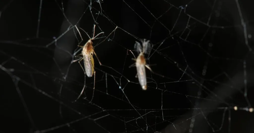 what eats mosquitoes