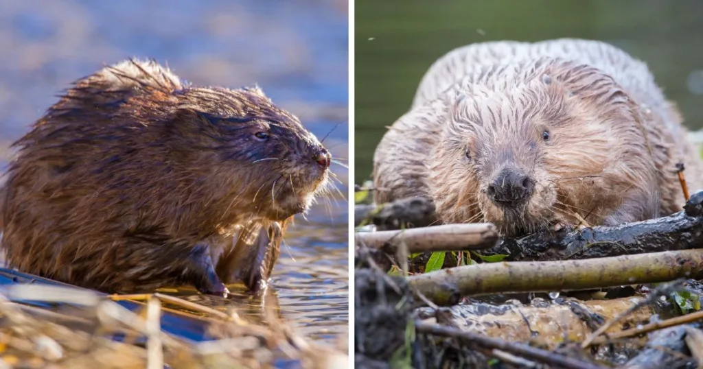 muskrat vs beaver