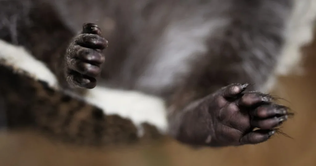 racoon hands