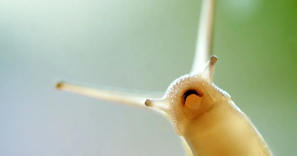 what do snails eat