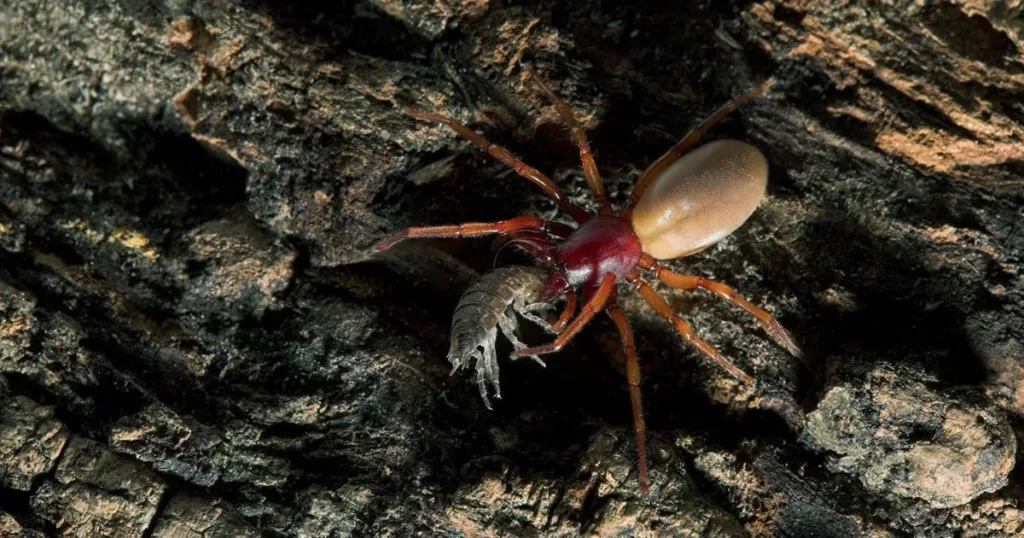 woodlouse spider