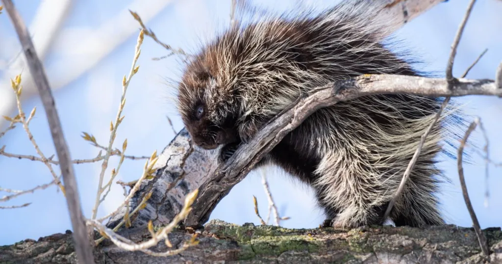 do porcupines shoot their quills