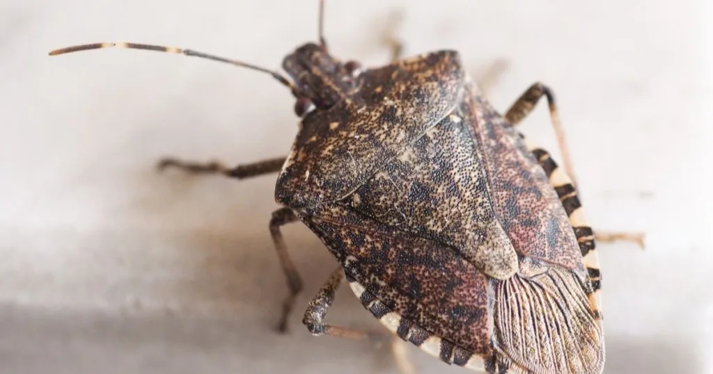 do stink bugs bite
