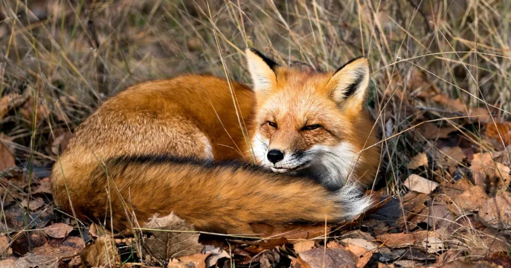 what does a fox sound like