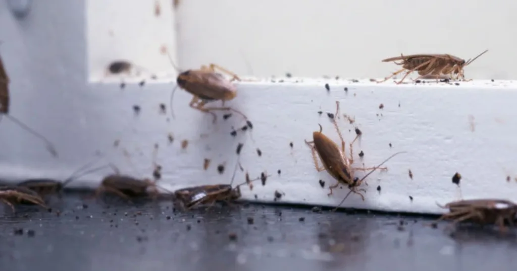 do roaches bite