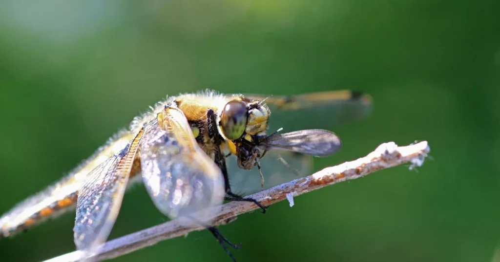 what eats mosquitoes