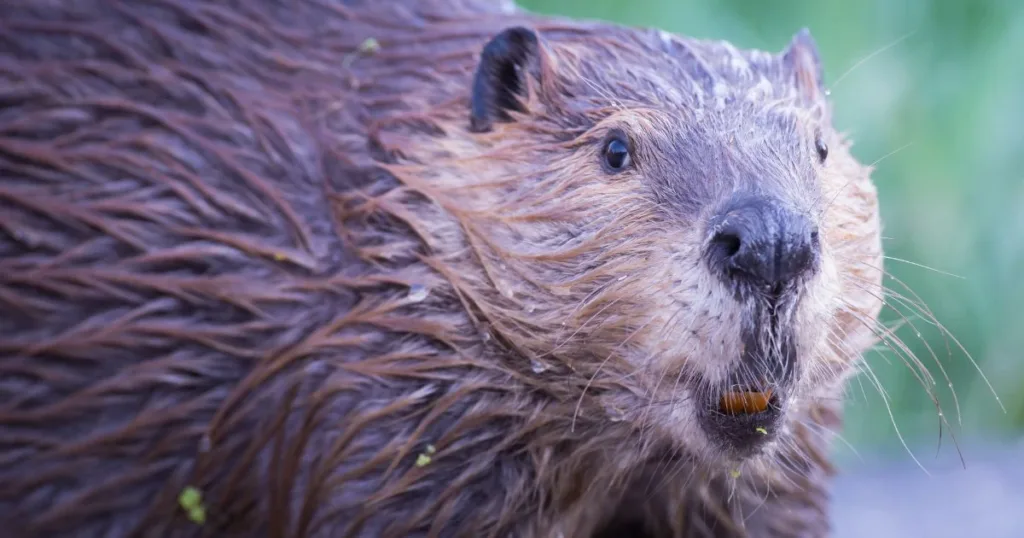 muskrat vs beaver