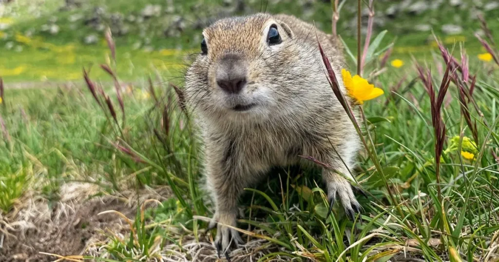 gopher removal