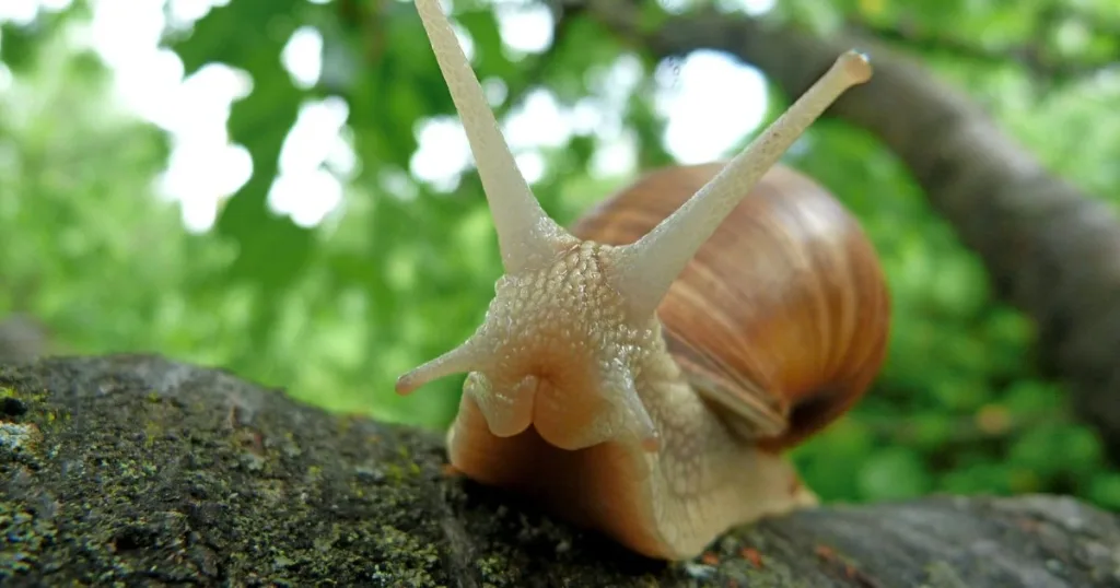 what do snails eat