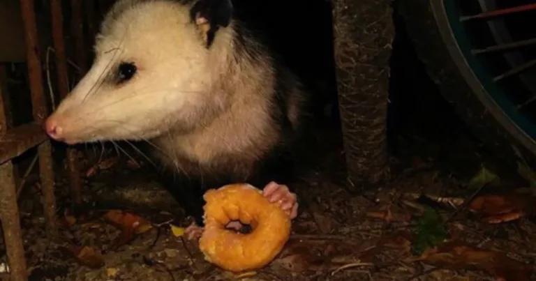 What Do Possums Eat: Diet Facts and Common Foods