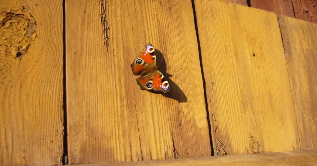 what do moths eat