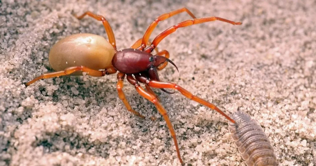 woodlouse spider