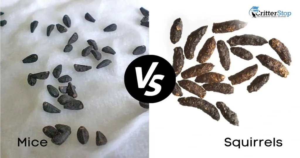 How to Identify Rodent Infestation with Mouse Poop Pictures